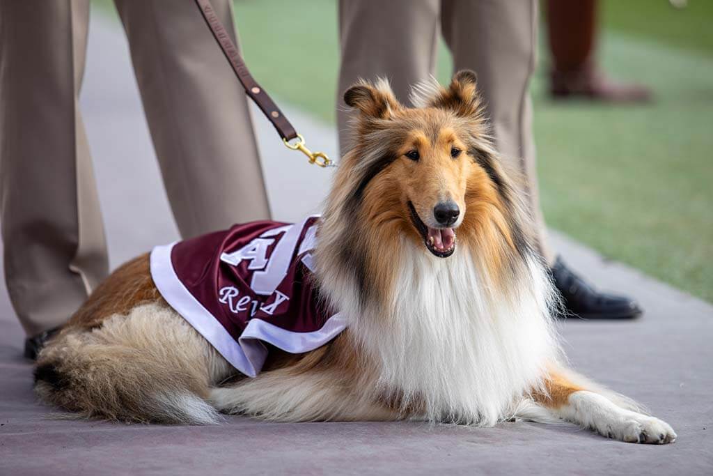 Photo of Miss Reveille in maroon uniform